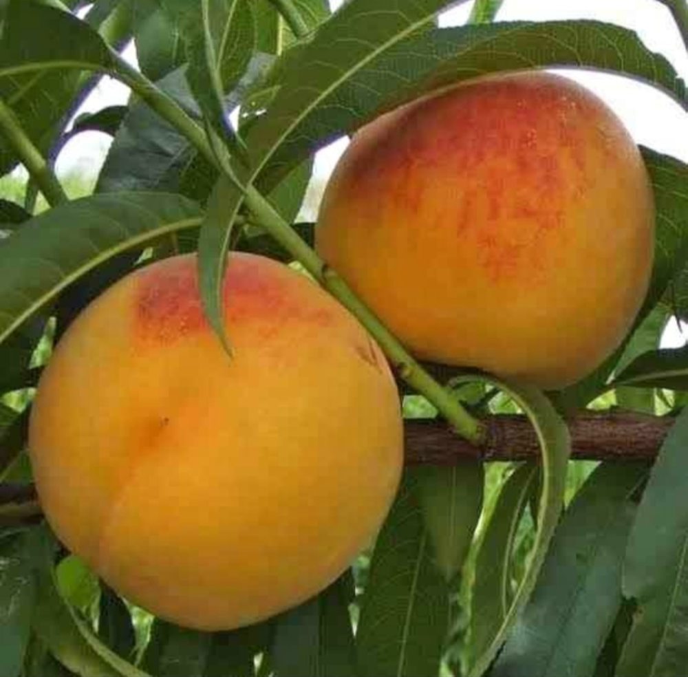 Duraznos en rama del campo
