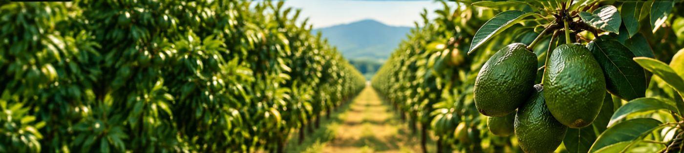 Agricultura Aguar - Frutas de Exportación